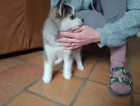 Elevage Pomsky - les Peluches de la Toundra