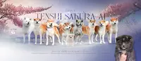 Élevage Tenshi Sakura Ai