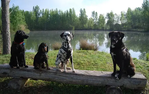 Educateur Canin Comportementaliste- la Compagnie de Chiens