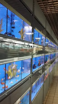 Jardiland