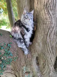Chatterie Maine Coons de la Rêverie