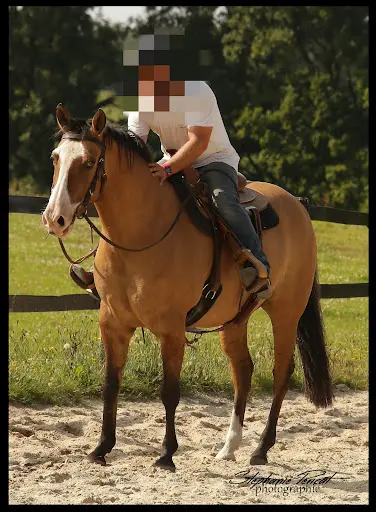 Écurie la Rêverie
