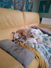 P.a.l.p. Pension Pour Chiens et Chats