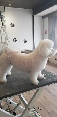 Reiki Dog Lens
