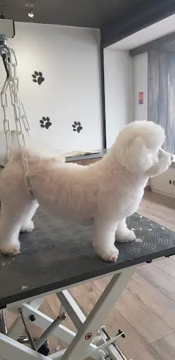 Reiki Dog Lens