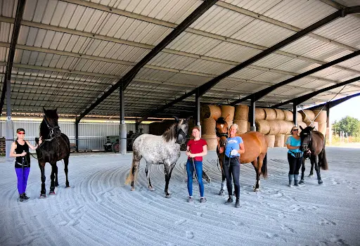 Ecurie de Propriétaires de la Billonnière/ Pension Chevaux/ Elevage - Loire 42- Lentigny/ Roanne