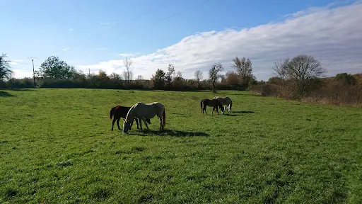 Chevaux du Causse - Randonnées Équestres, Elevage Pintabian