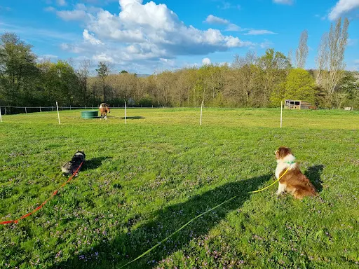 Avenir Dog - Éducation Canine