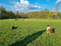 Avenir Dog - Éducation Canine