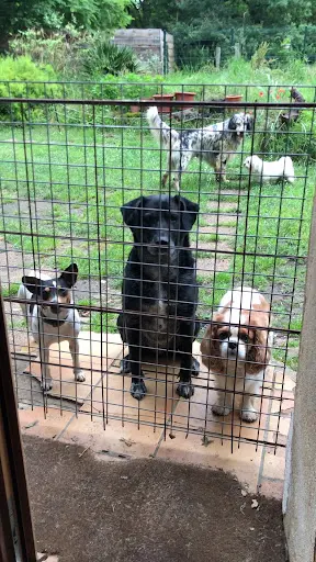 Pension Canine de Cameillac