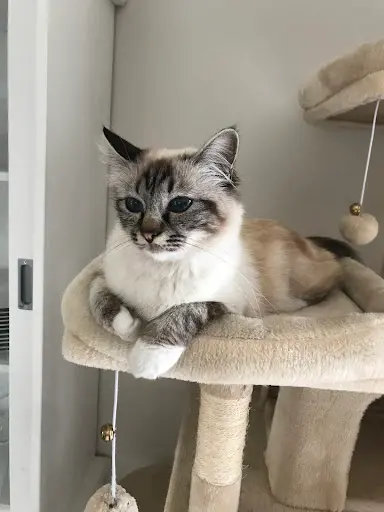 La Chatterie des Galichats