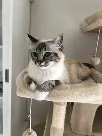 La Chatterie des Galichats