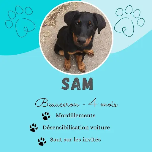 Cani Ouest - Educateur Canin Comportementaliste