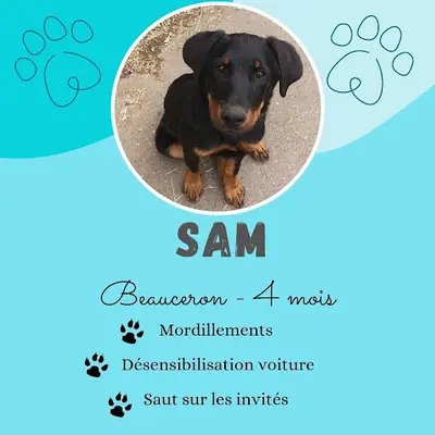 Cani Ouest - Educateur Canin Comportementaliste