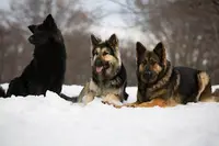 Etho Dog By Vj