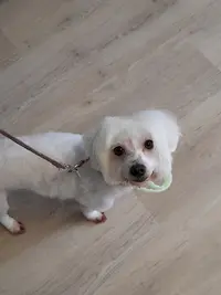 l'Art Canin