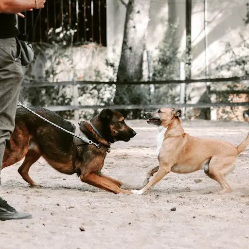 Dog & Trainer