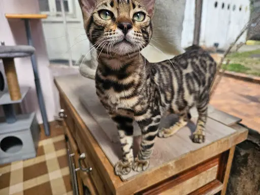 Chatterie de Buia la Maison du Félin