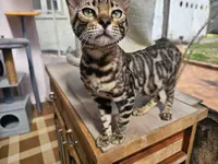 Chatterie de Buia la Maison du Félin