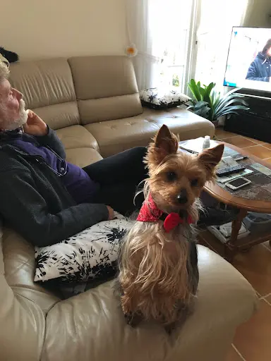 Boule de Poils