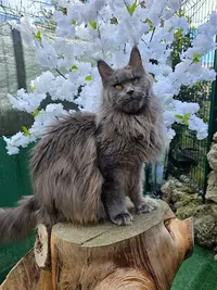 Chatterie Furry Jewelcoon