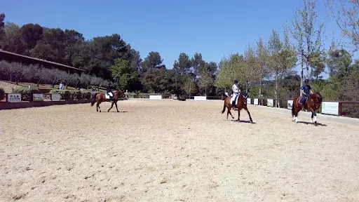 Massa Horses - Écurie de Dressage