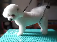 Natural Dog Toilettage