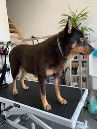 Jaden - Toilettage Chien et Pension Pour Chat