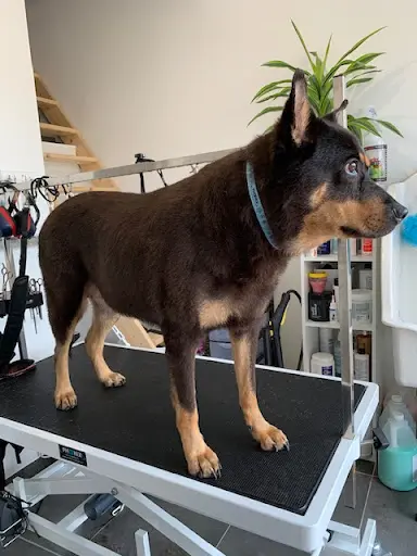 Jaden - Toilettage Chien et Pension Pour Chat