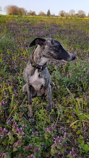 Élevage Canin la Croisée des Champs