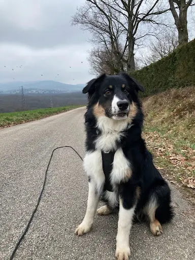 Géraldine, Educateur Canin Comportementaliste + Livraison Croquettes Chiens et Chats