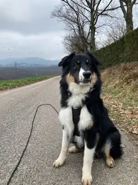 Géraldine, Educateur Canin Comportementaliste + Livraison Croquettes Chiens et Chats
