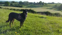 Laeticanis - Comportementaliste Canin