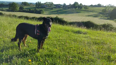 Laeticanis - Comportementaliste Canin