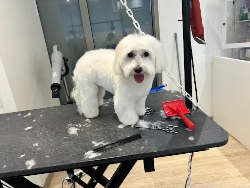 Salon de Toilettage Maxi Zoo - Clayes-sous-bois