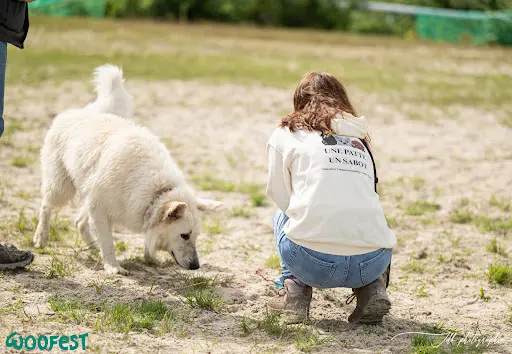 Une Patte Un Sabot • Educatrice Comportementaliste Canin