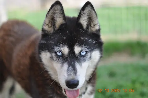 Ilakka des Neiges : Élevage Husky et Berger du Caucase