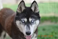 Ilakka des Neiges : Élevage Husky et Berger du Caucase