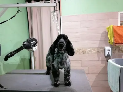 Magalie" Mille Pat Hotel"- Toilettage Pour Chiens et Chats