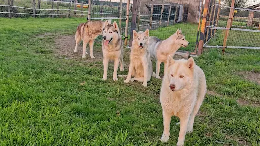 The Wolf Siberian