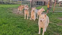 The Wolf Siberian