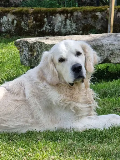 Amour de Golden
