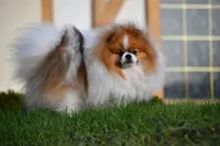 From Love Of Fairypom S Élevage Chiot Spitz Nain et Chihuahua