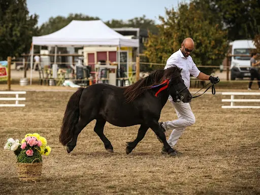 Elevage Poneys Shetland de Côte Ferrée