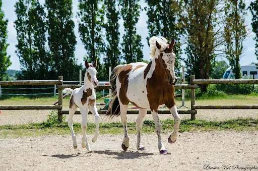 Domaine Equestre des Alouettes