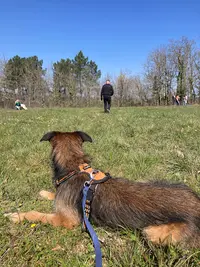 A Compagnon - Education Canine