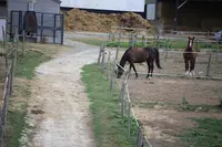 Le Centre Equestre du Manoir