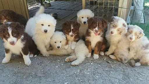 La Passion d'Une Vie