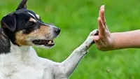 Toiletteuse Chien, Chat, Nac, Éducateur Comportementaliste Canins et Félins.