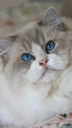 Chatterie Samgalie S Ragdoll